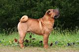 SHAR-PEI 979